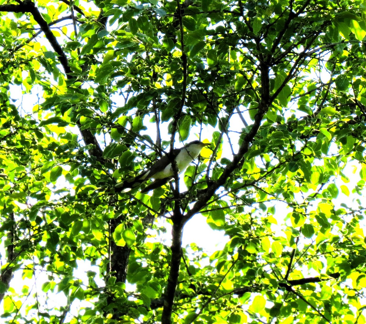 Yellow-billed Cuckoo - Herb Myers