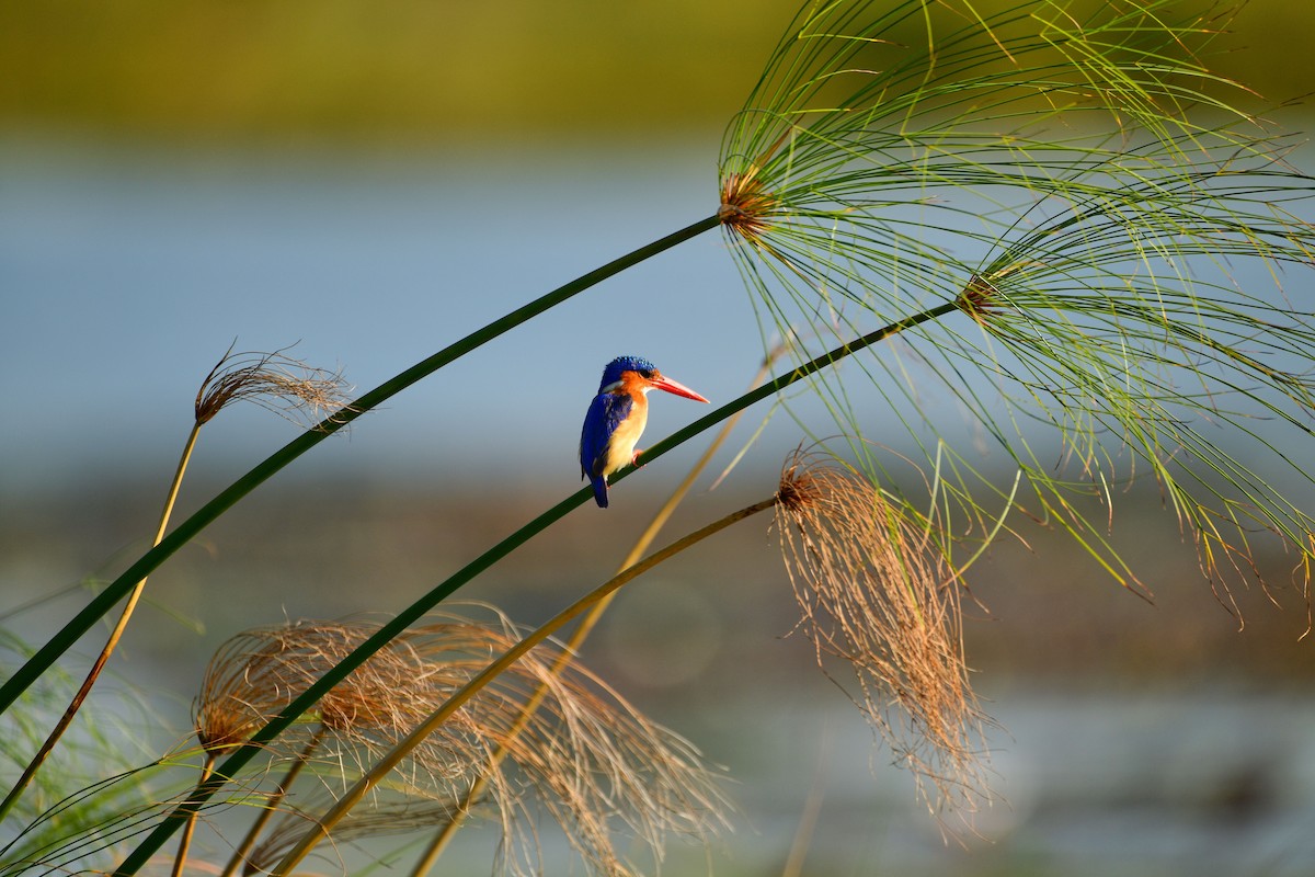 Malachite Kingfisher - Cole Penning