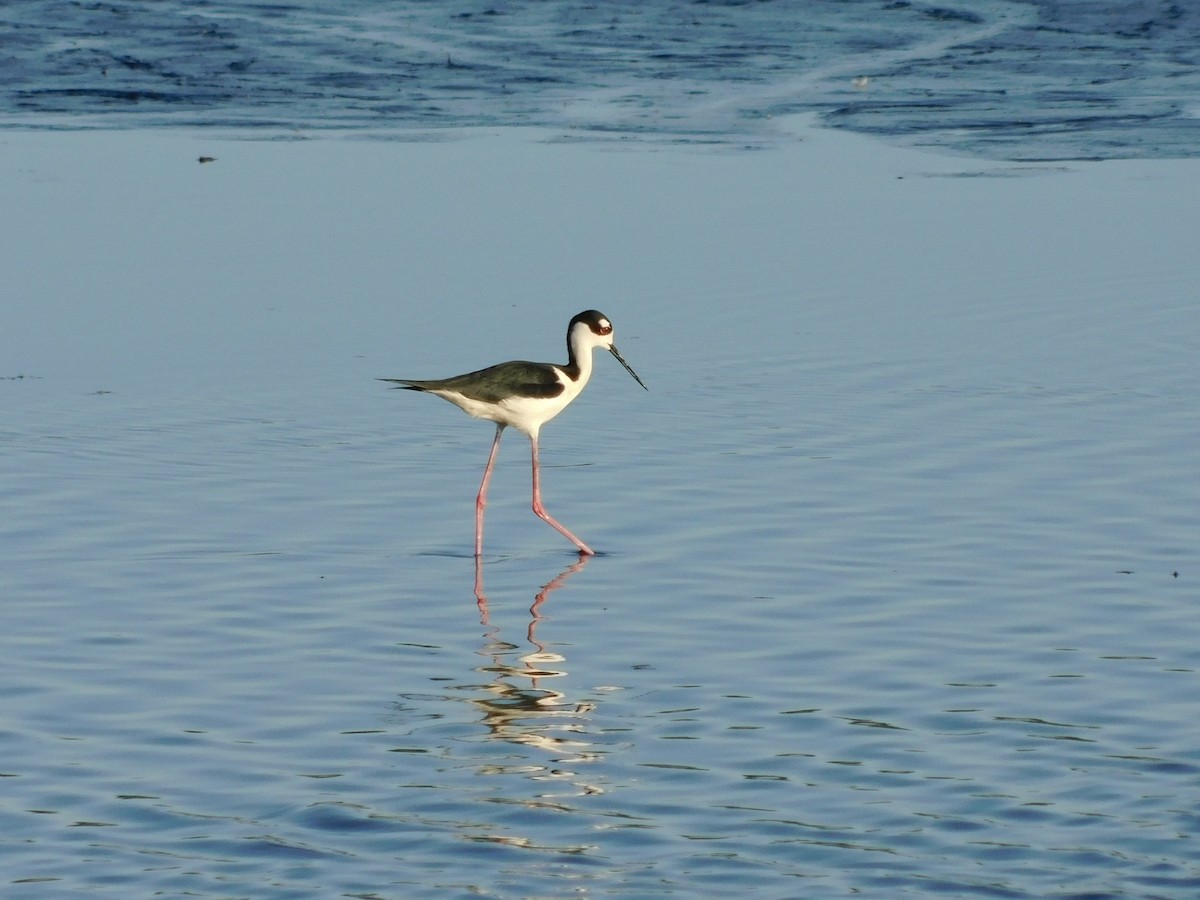 Black-necked Stilt - ML619484480