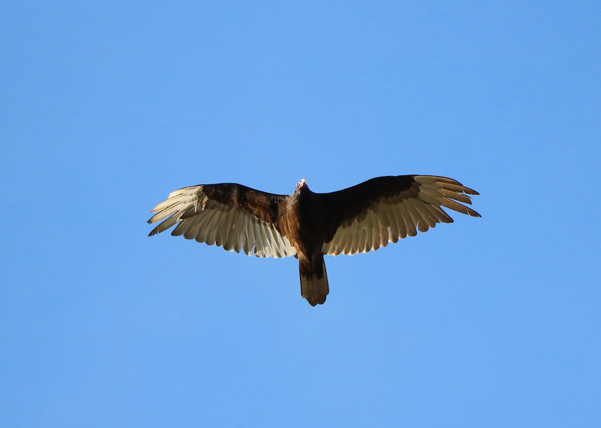 Turkey Vulture - Lisa Maier