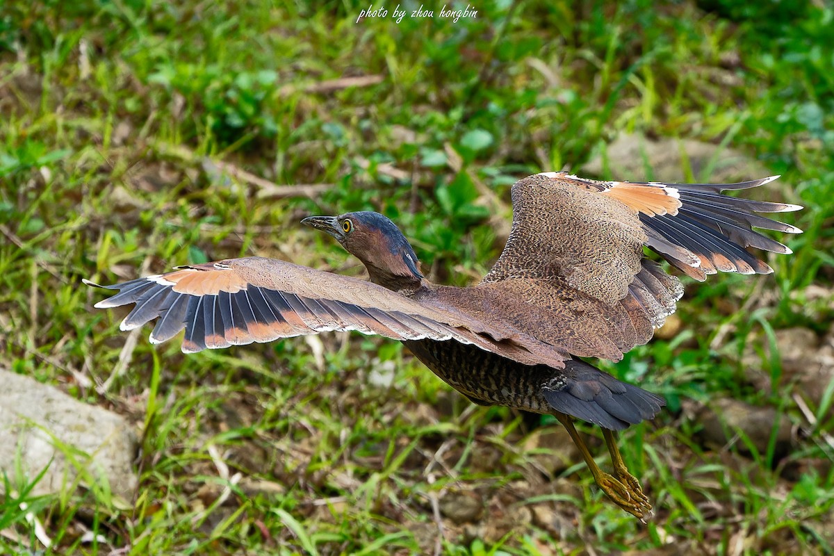 Malayan Night Heron - 浙江 重要鸟讯汇整