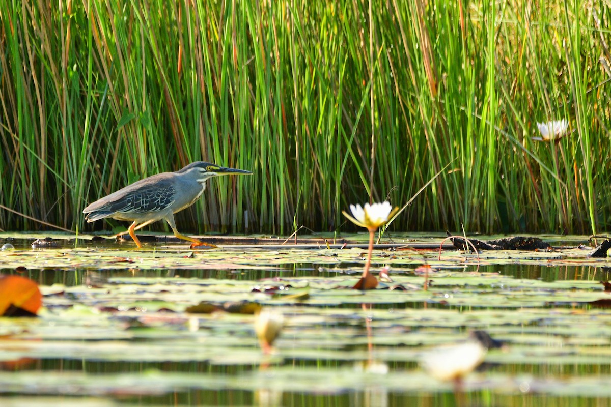 Striated Heron - Cole Penning