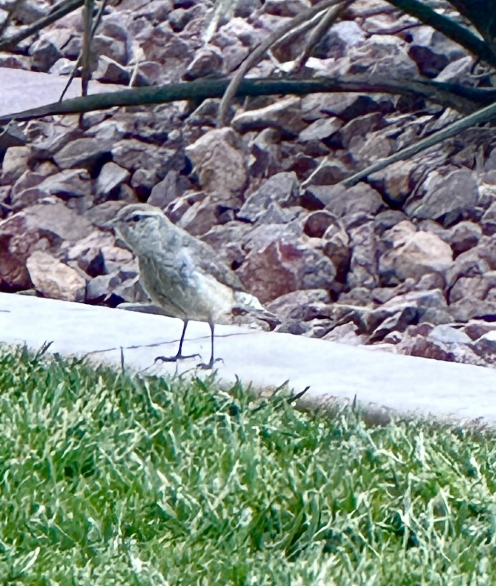 Rock Wren - Mary Alm