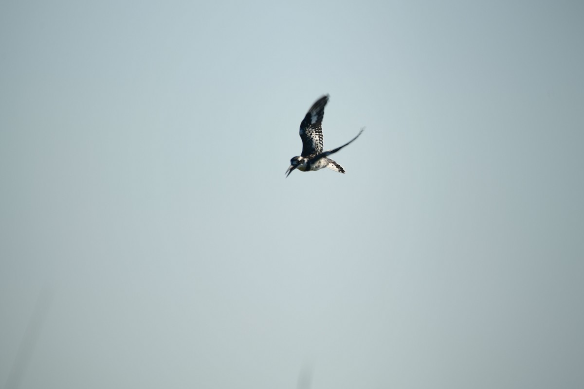 Pied Kingfisher - Cole Penning