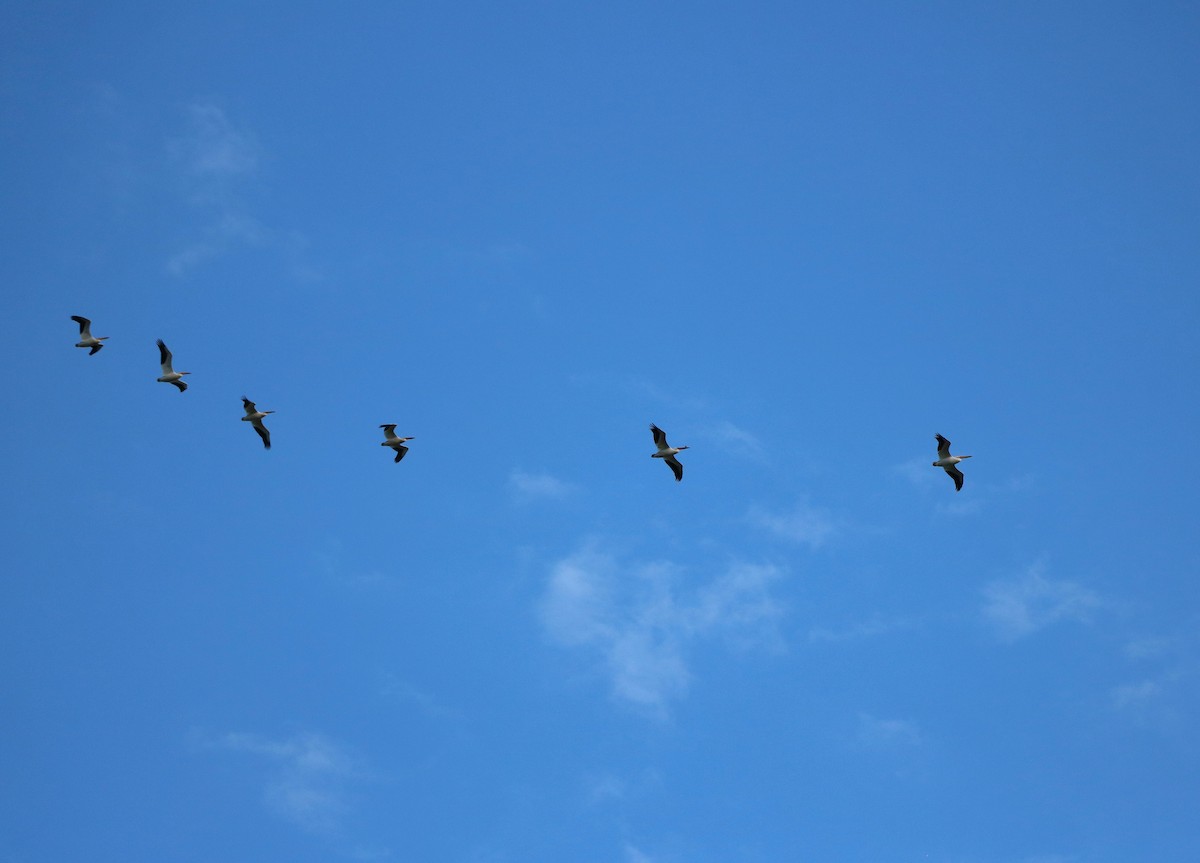 American White Pelican - Lisa Maier