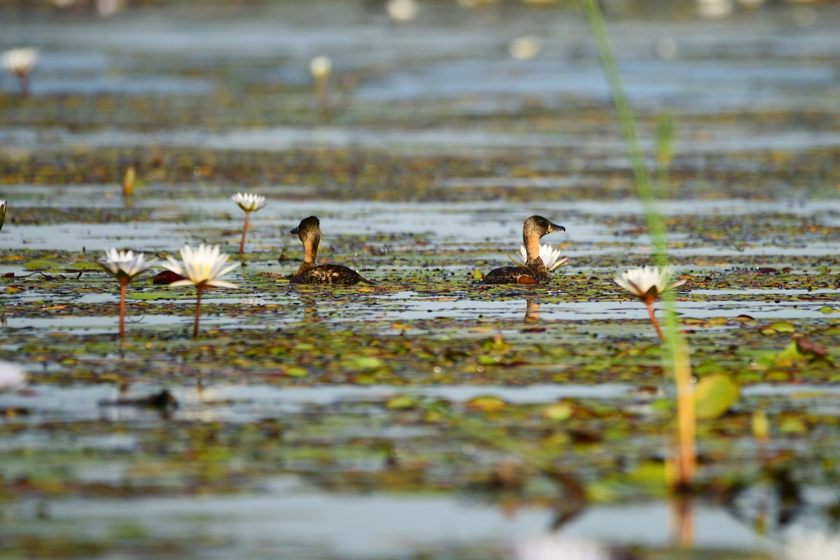 White-backed Duck - Cole Penning