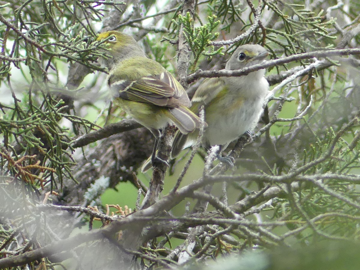 Vireo Ojiblanco - ML619484515