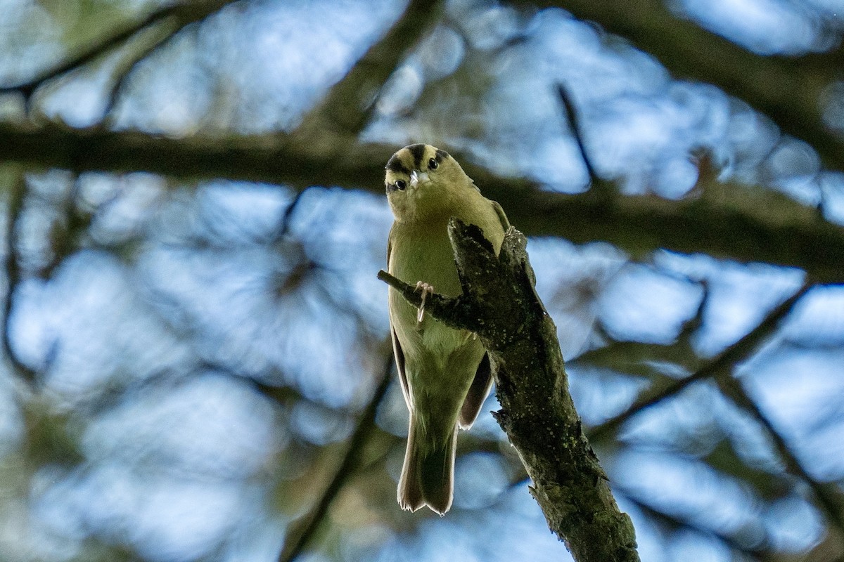 Worm-eating Warbler - Steven Szablowski