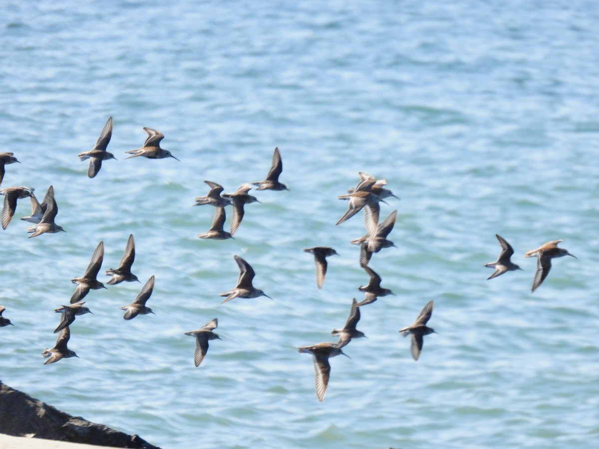 Semipalmated Sandpiper - Kris Ito