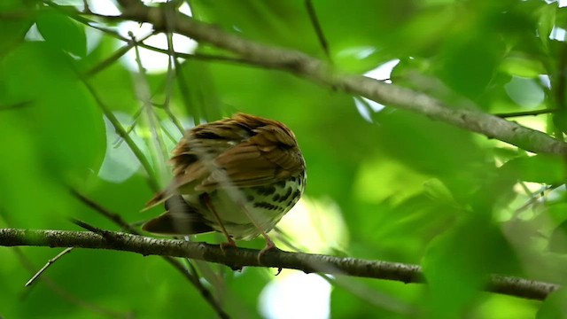 Wood Thrush - ML619484533