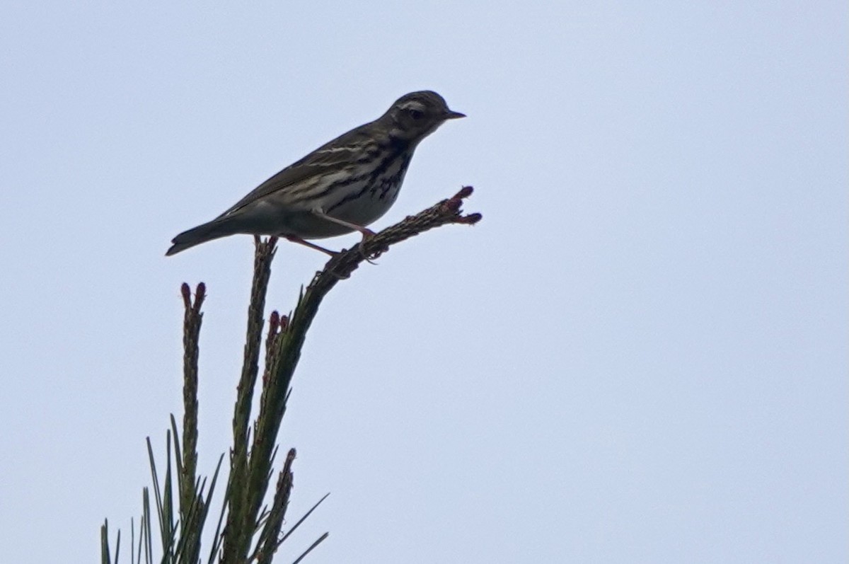 Pipit à dos olive - ML619484535