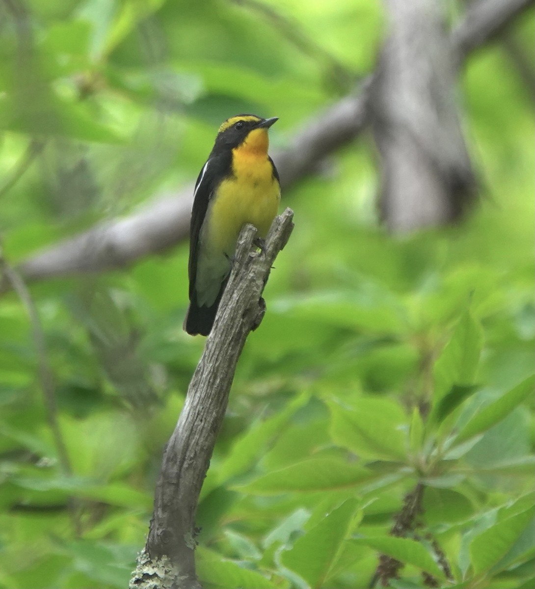 Narcissus Flycatcher - Martin Kennewell