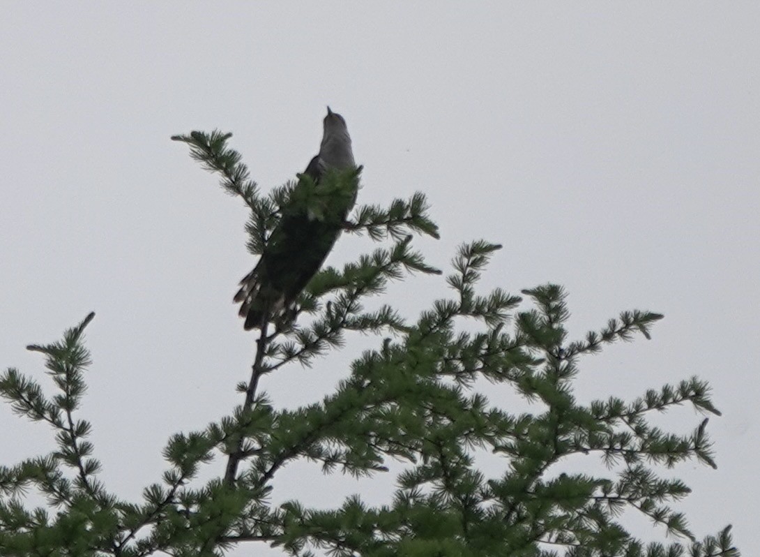 Lesser Cuckoo - Martin Kennewell