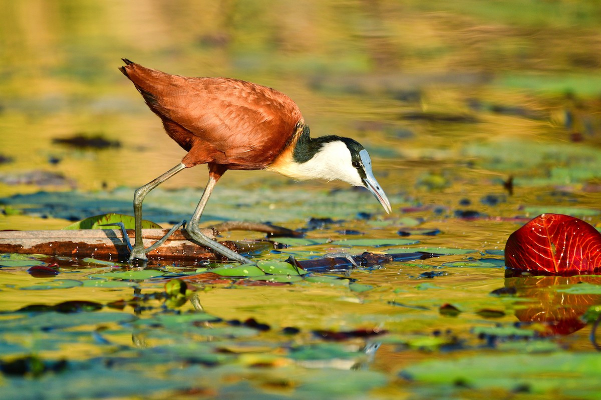 African Jacana - Cole Penning