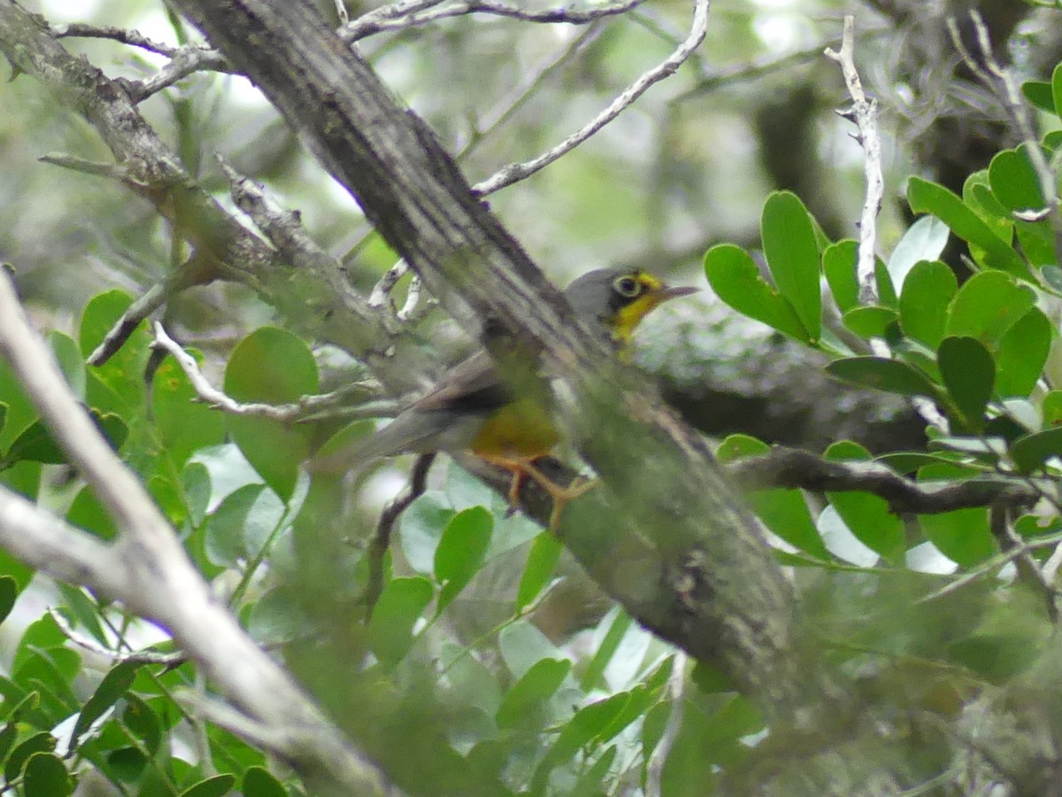 Canada Warbler - ML619484559