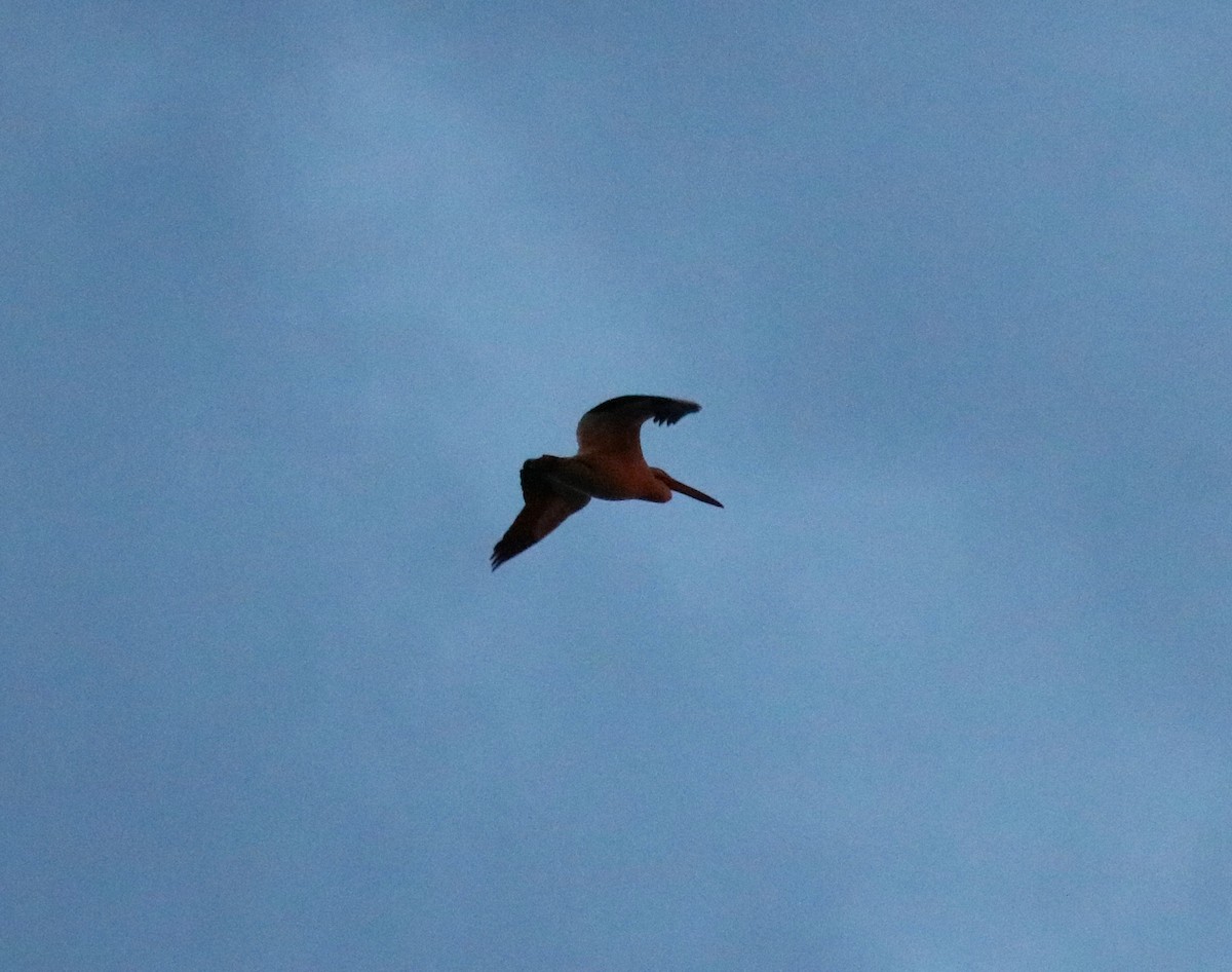 American White Pelican - ML619484562