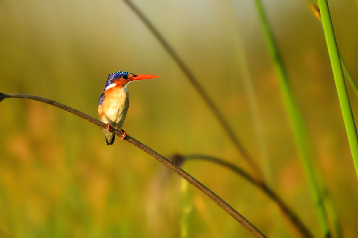 Malachite Kingfisher - Cole Penning