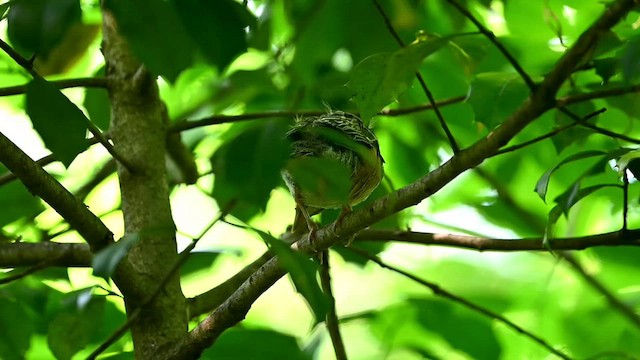 American Robin - ML619484566