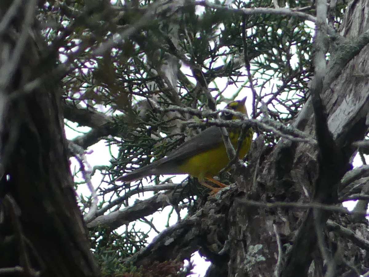 Canada Warbler - ML619484570