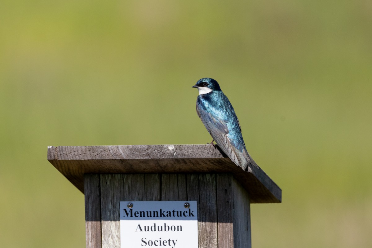 Tree Swallow - Stinky Bird