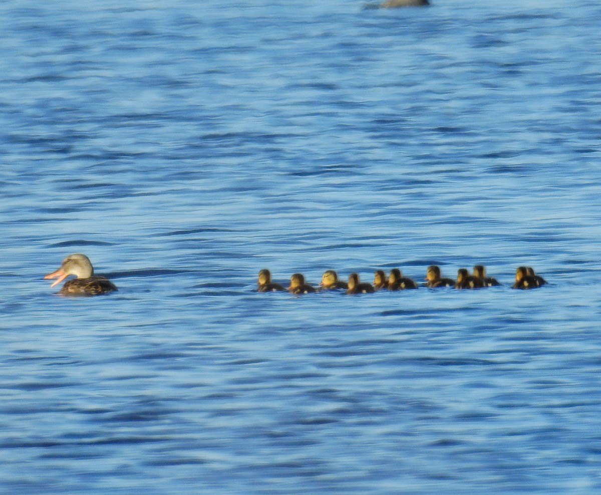 Gadwall - Fernando T Rico