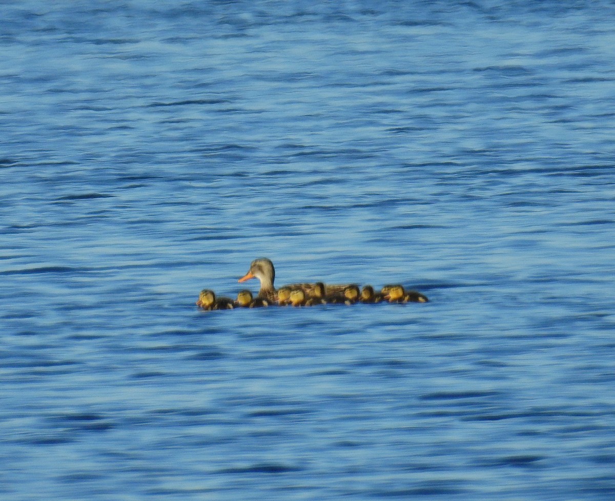 Gadwall - Fernando T Rico