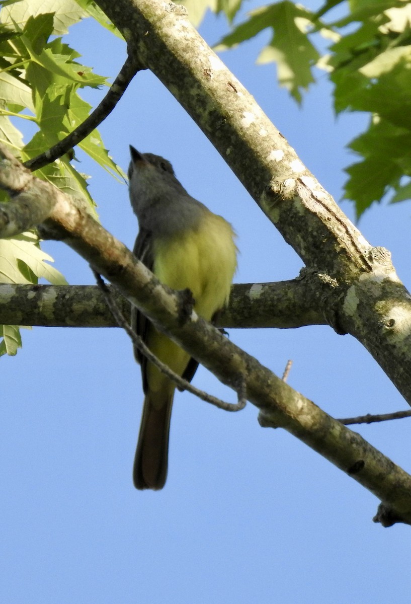 Great Crested Flycatcher - Natalie Rekittke