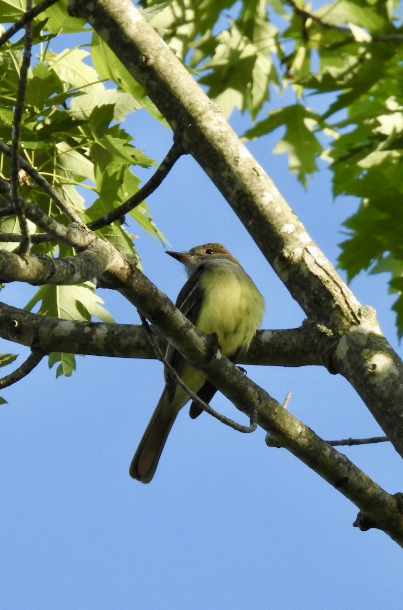 Great Crested Flycatcher - Natalie Rekittke