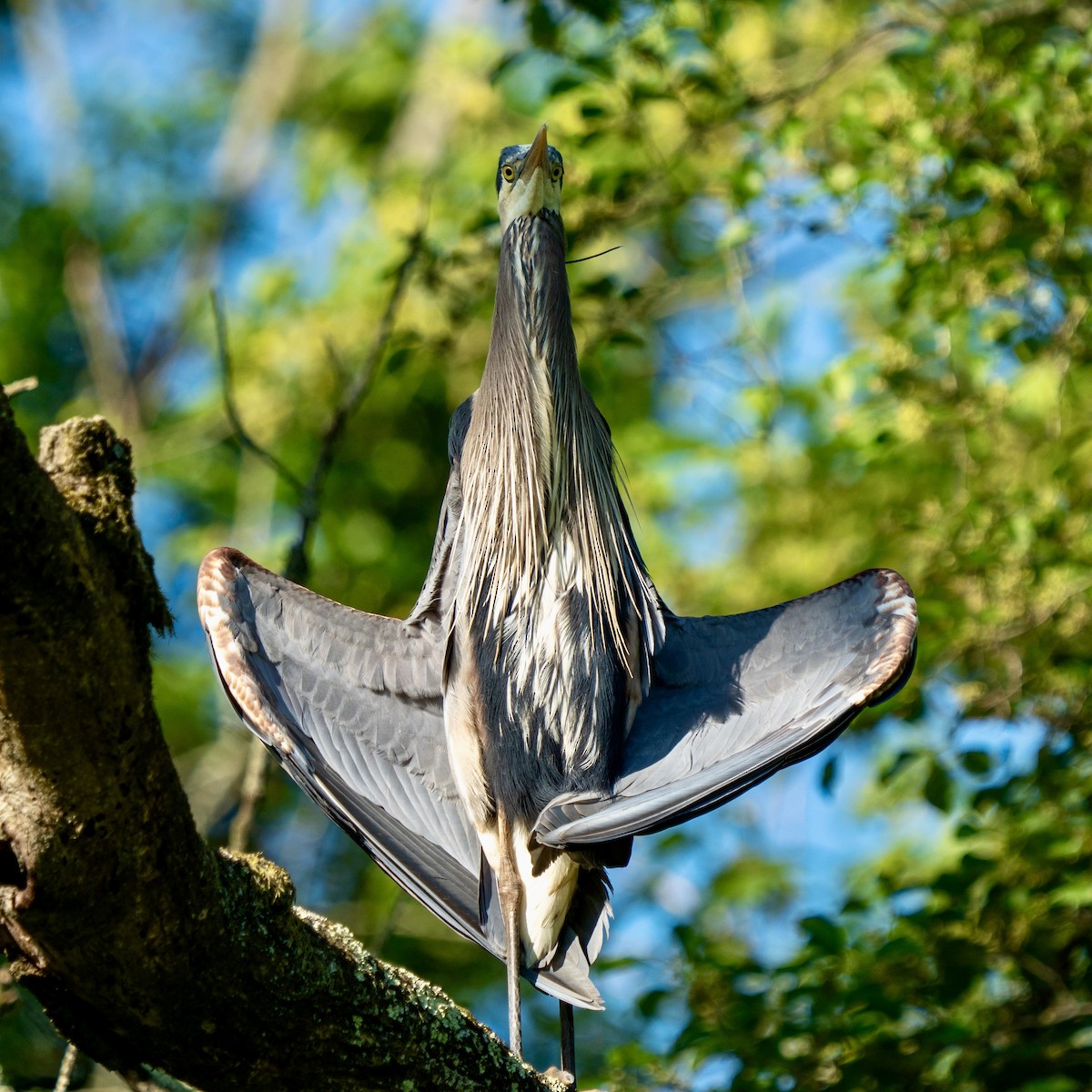 Great Blue Heron - ML619484585