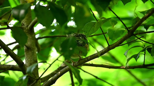 American Robin - ML619484587