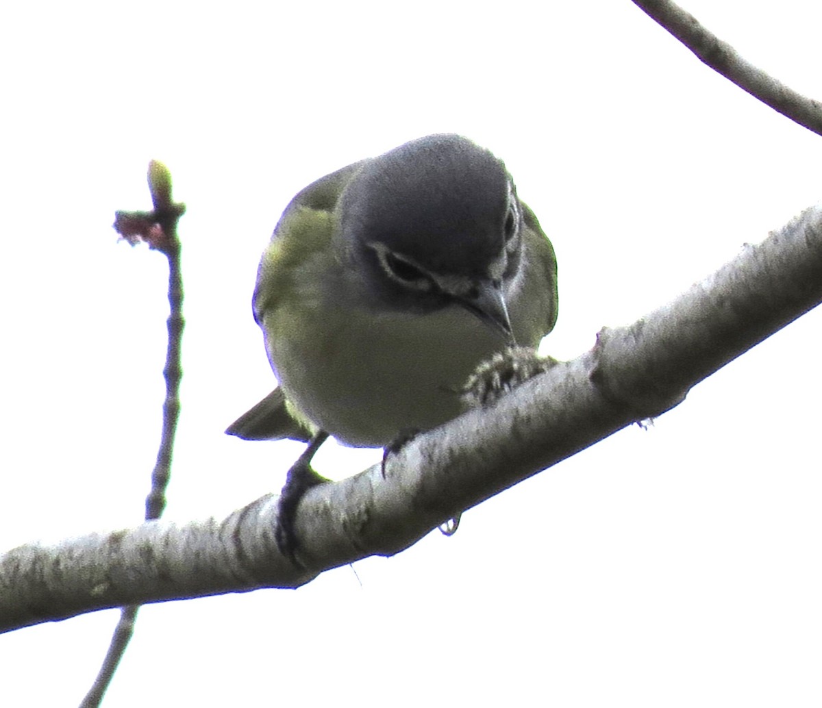 Blue-headed Vireo - James Hirtle