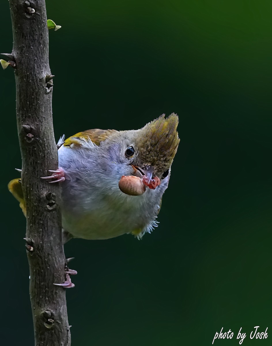 White-bellied Erpornis - ML619484591