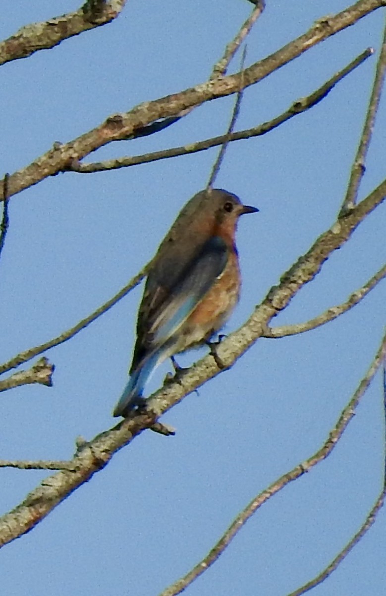 Eastern Bluebird - ML619484594