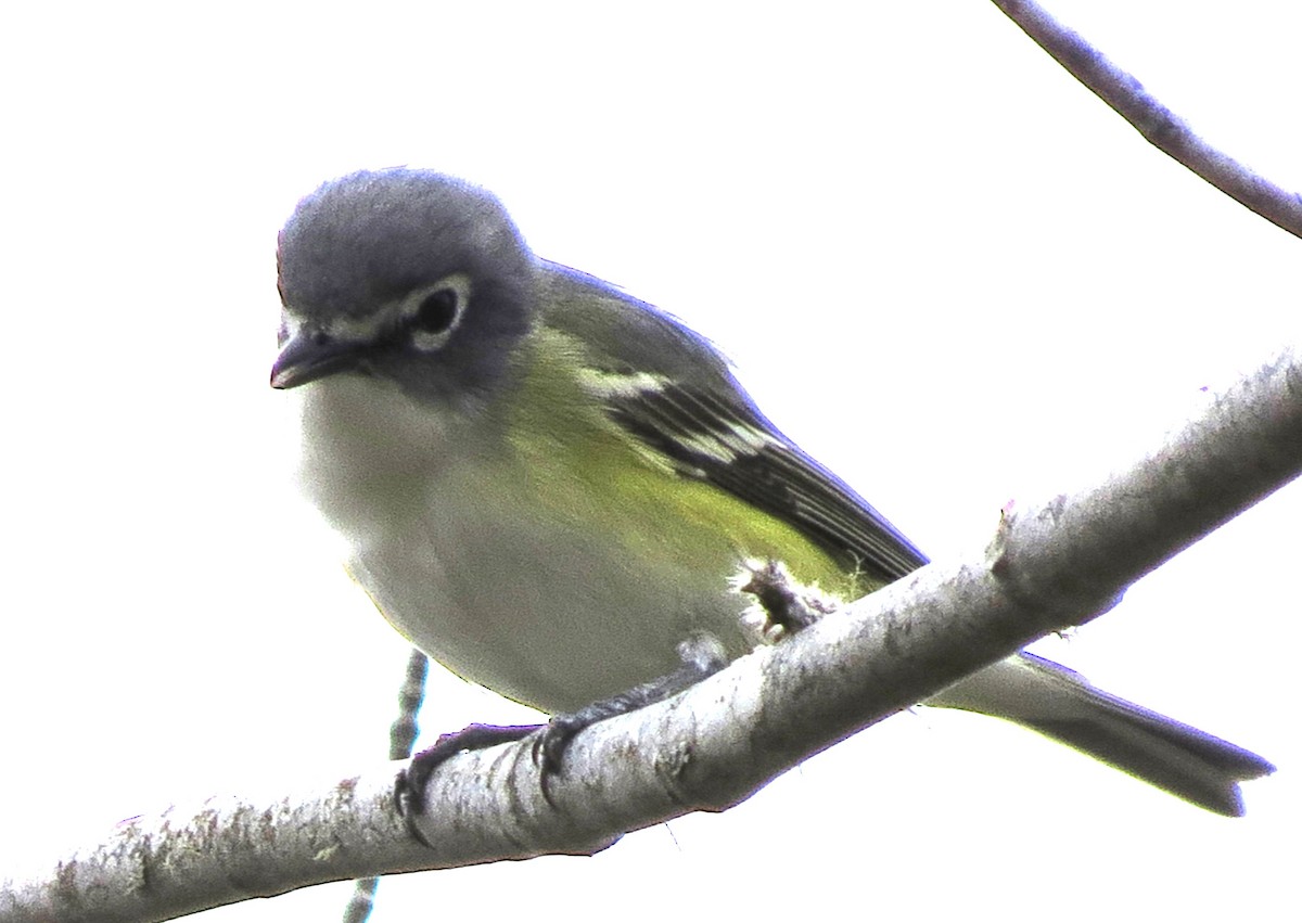 Blue-headed Vireo - James Hirtle