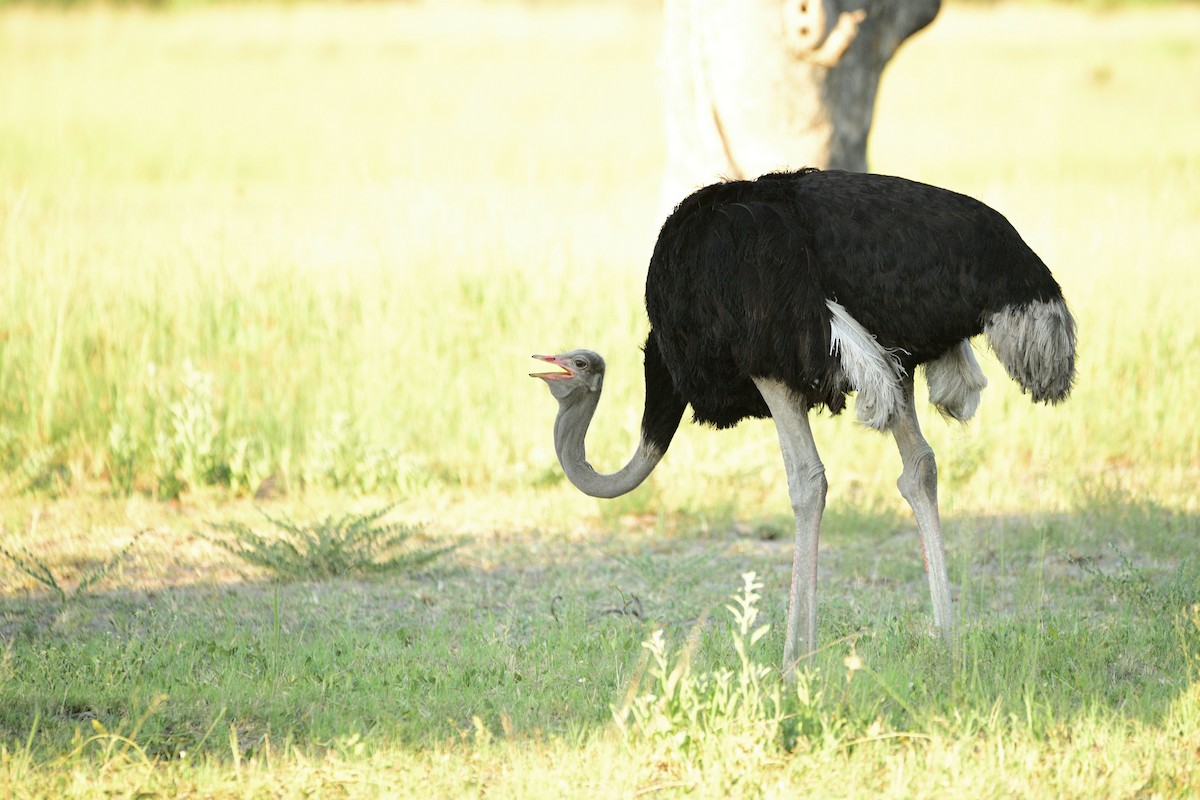 Common Ostrich - Cole Penning