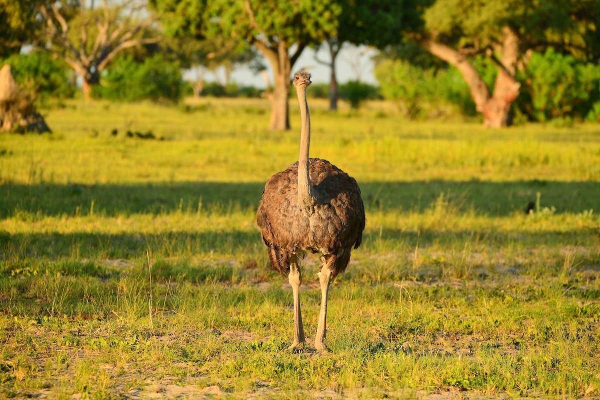 Common Ostrich - Cole Penning