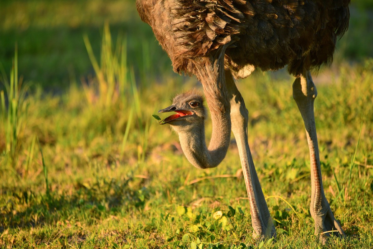 Common Ostrich - Cole Penning