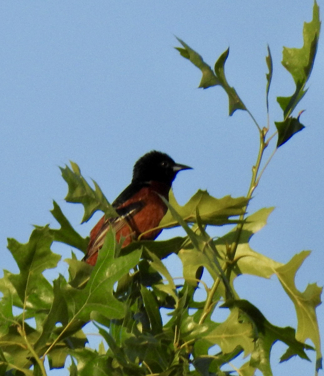 Orchard Oriole - Natalie Rekittke