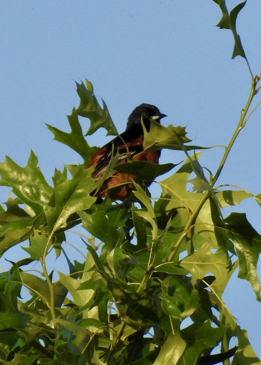 Orchard Oriole - Natalie Rekittke