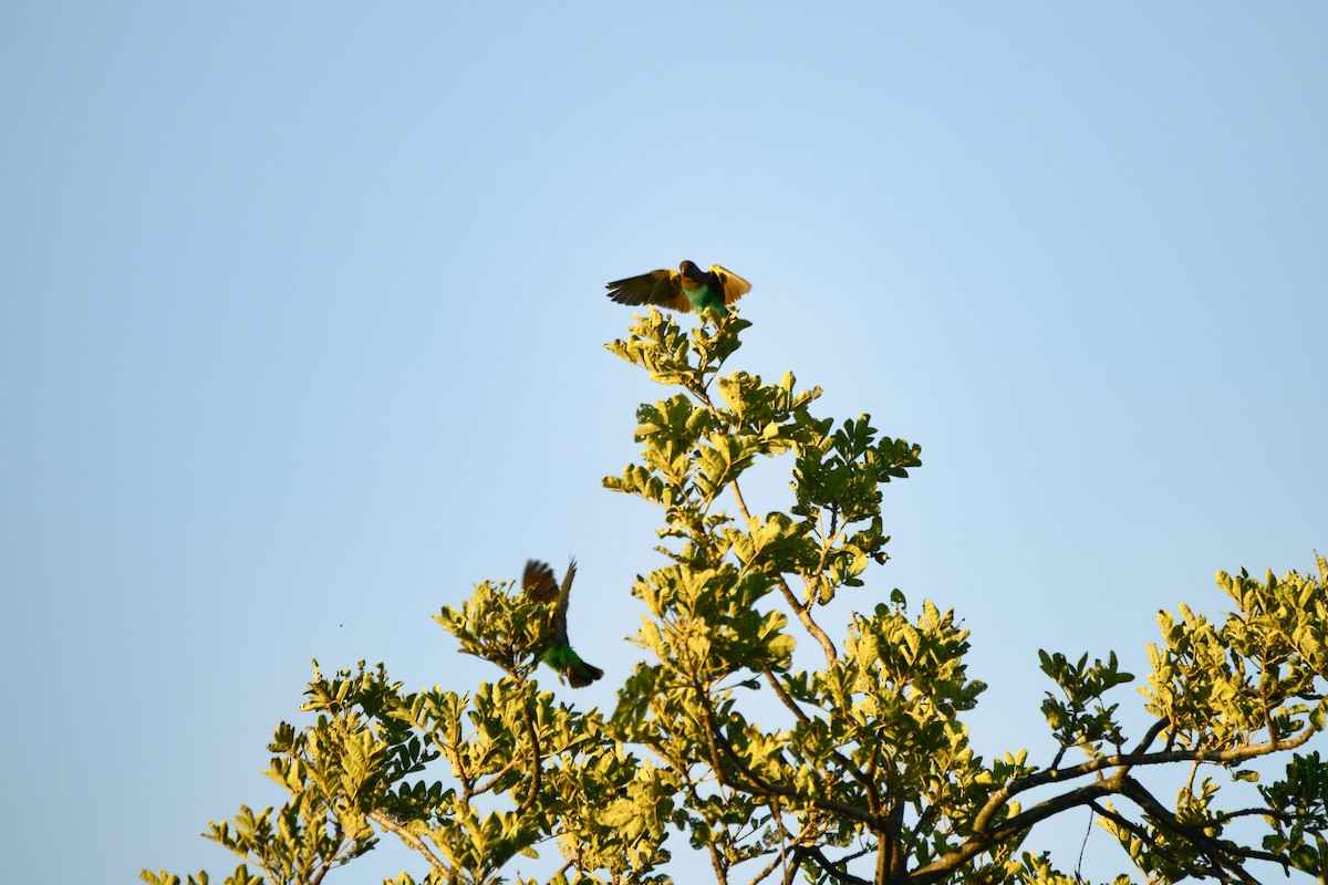 Meyer's Parrot - Cole Penning