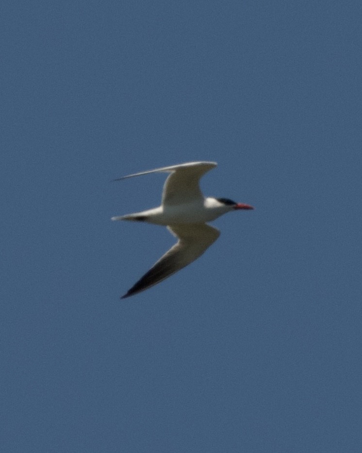 Caspian Tern - Tyler Sharer