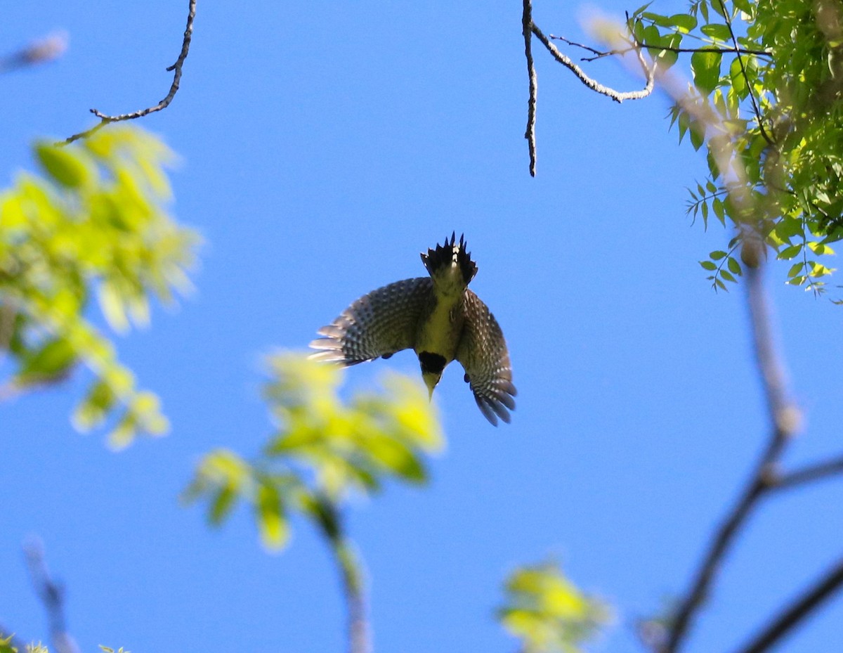 Yellow-bellied Sapsucker - ML619484626