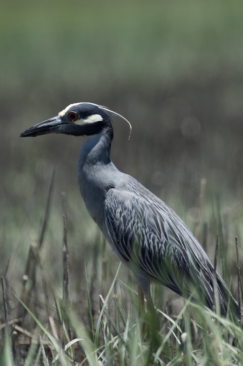 Yellow-crowned Night Heron - Tyler Sharer