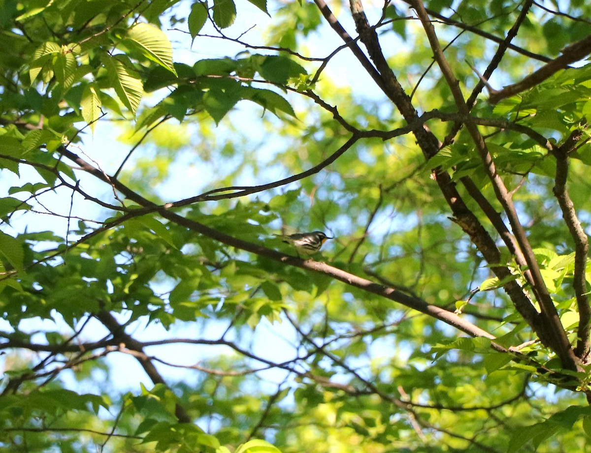 Yellow-throated Warbler - Lisa Maier