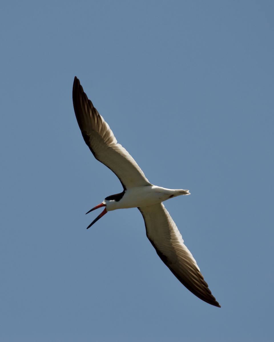 Black Skimmer - Tyler Sharer