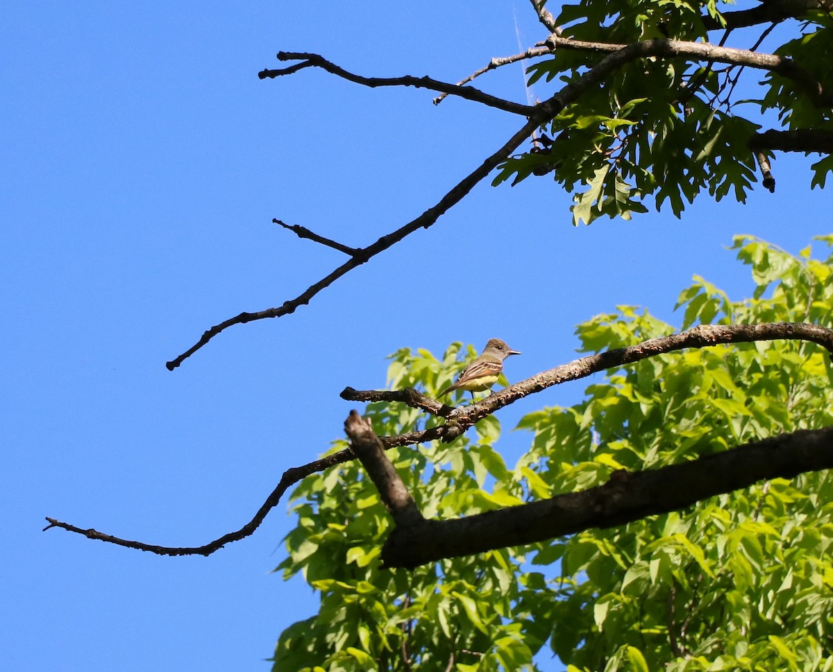 Great Crested Flycatcher - ML619484642