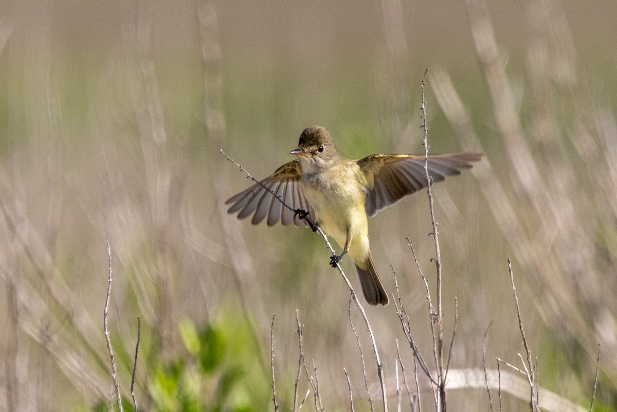 Willow Flycatcher - Stinky Bird