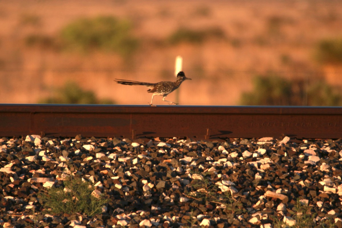 Greater Roadrunner - Jesse Pline