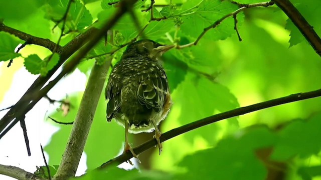 American Robin - ML619484654