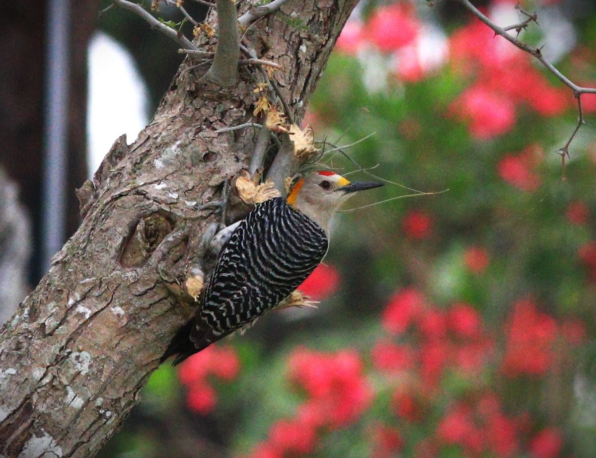 Golden-fronted Woodpecker - Gigi DelPizzo